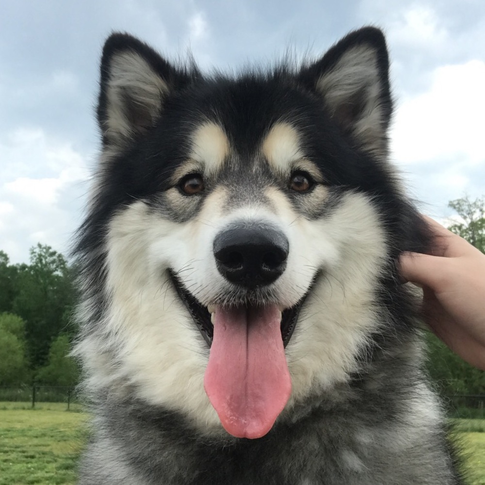 Cuddliest Dog Ever Made